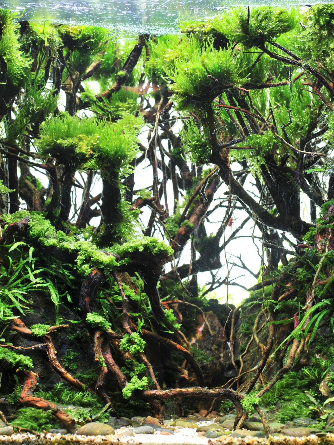 spider wood plant Spider Wood – Nepal Aqua Studio