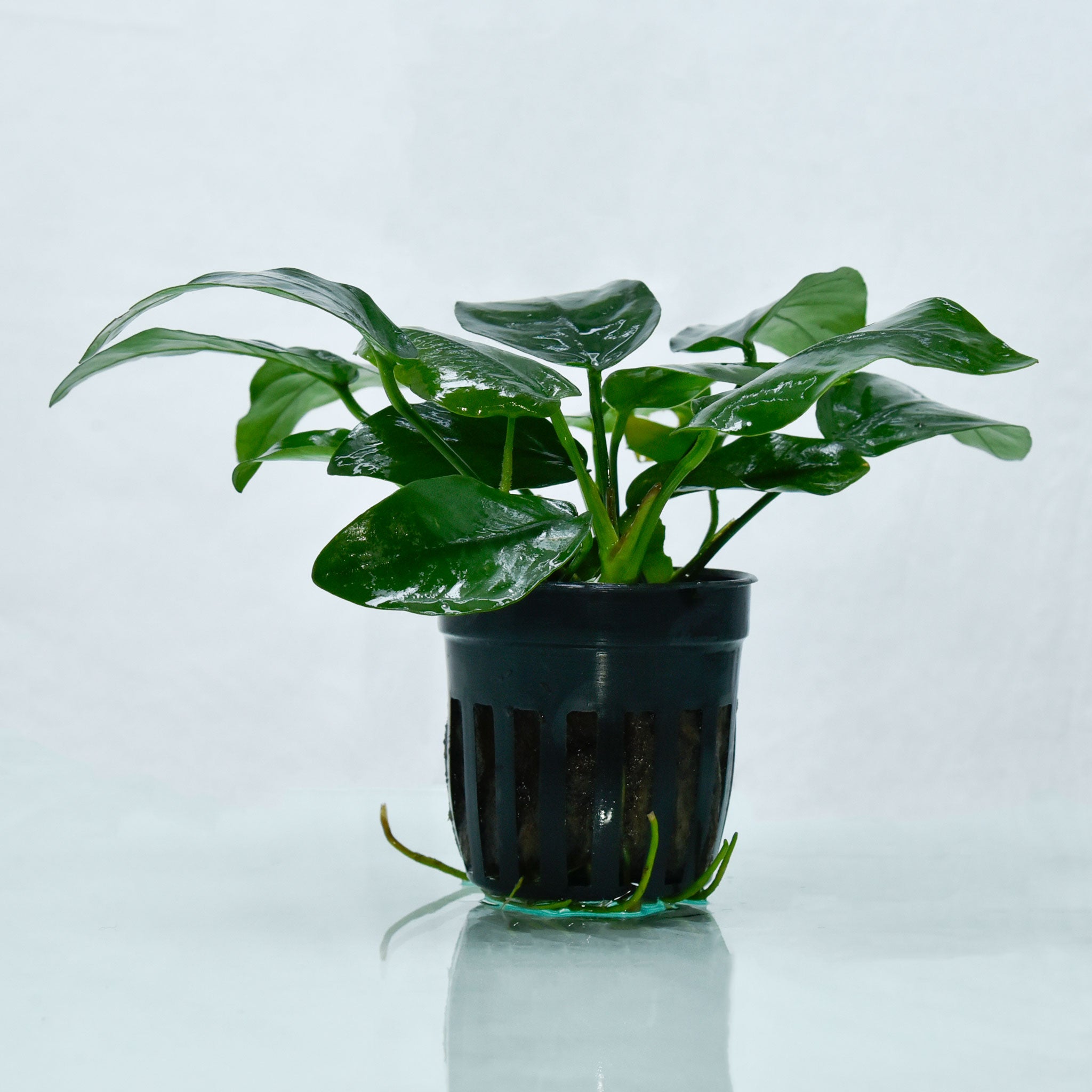 Anubias Barteri var. Nana - nepalaquastudio