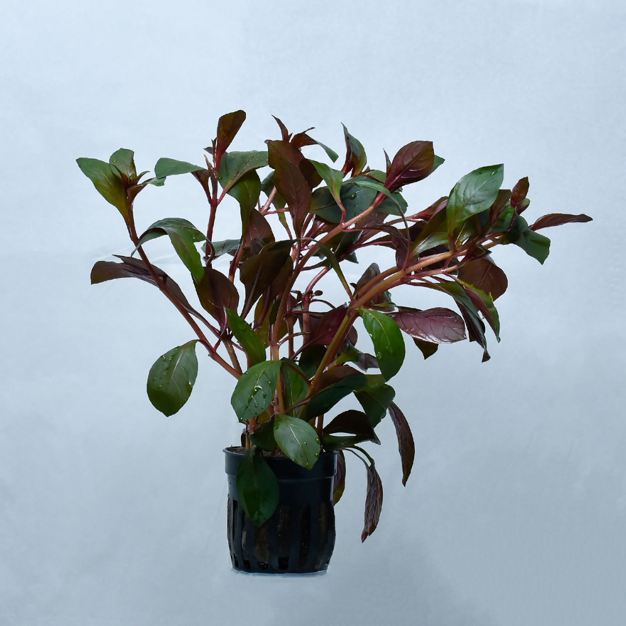 Ludwigia repens 'Rubin' - nepalaquastudio