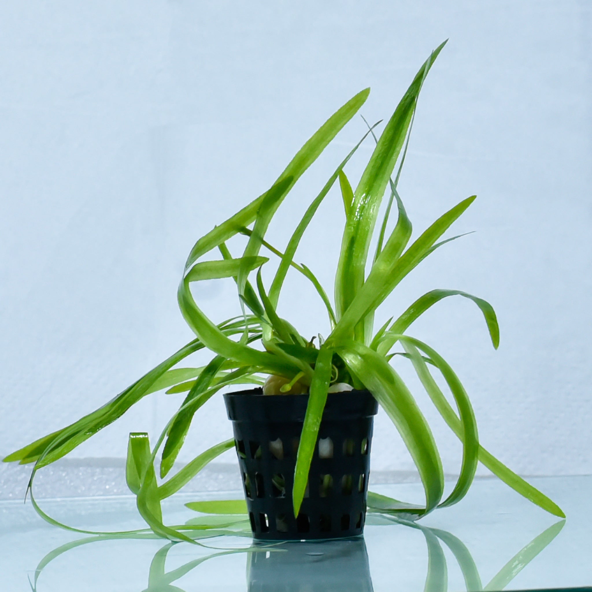 Vallisneria Spiralis (Jungle Val) - nepalaquastudio